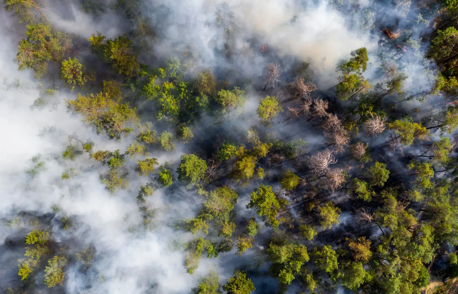 Identifizierung von Flammen in Waldbränden durch Rauch